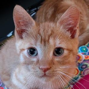 Fez